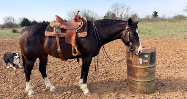The “Why won’t my horse” Club