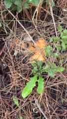 Emilio Villarreal Jurado