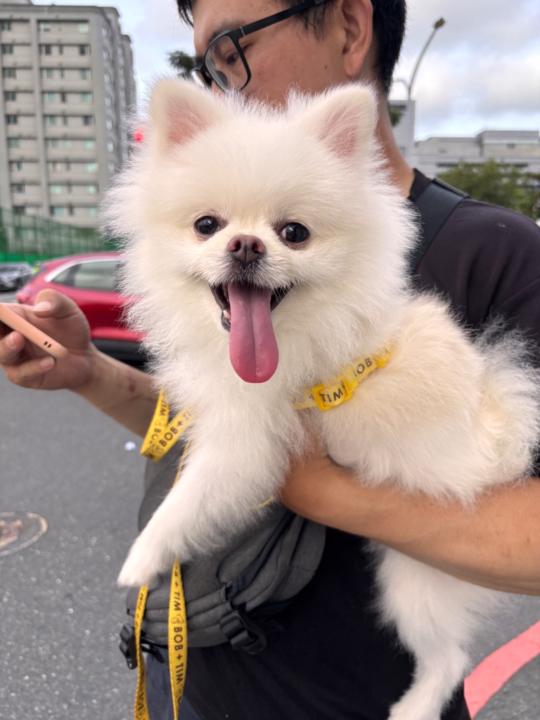 許 宸菲