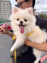 許 宸菲
