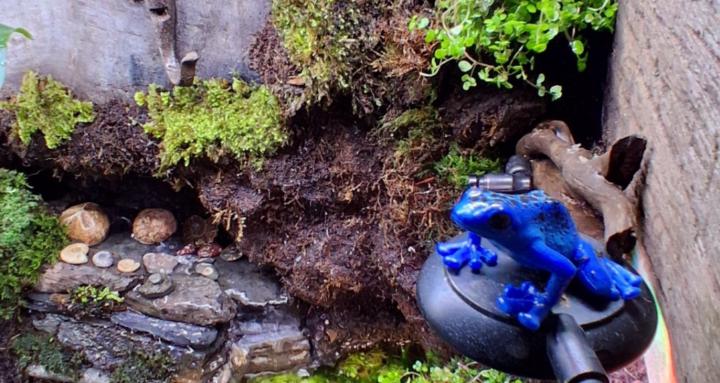 Mr wildticker's antics.