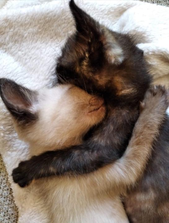 Alessia Méndez Pellegrino