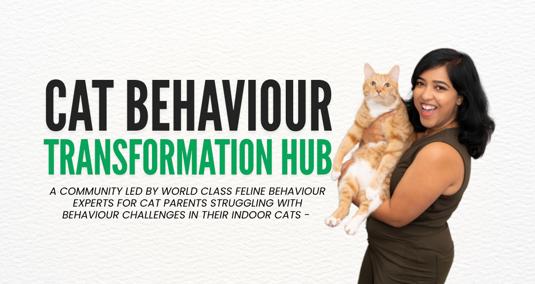 Cat Behaviour Transformations