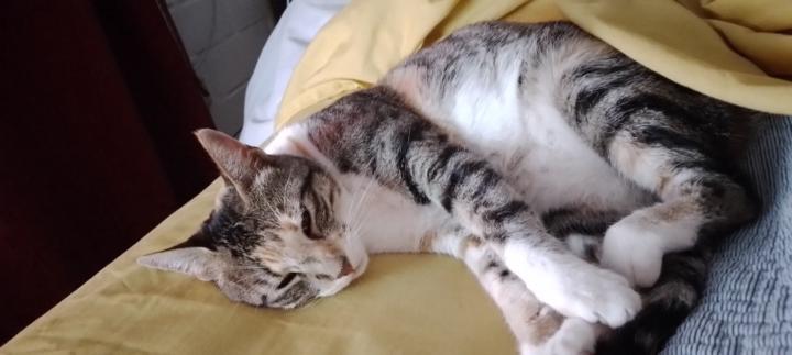 Maria Cristina Cid Luengo