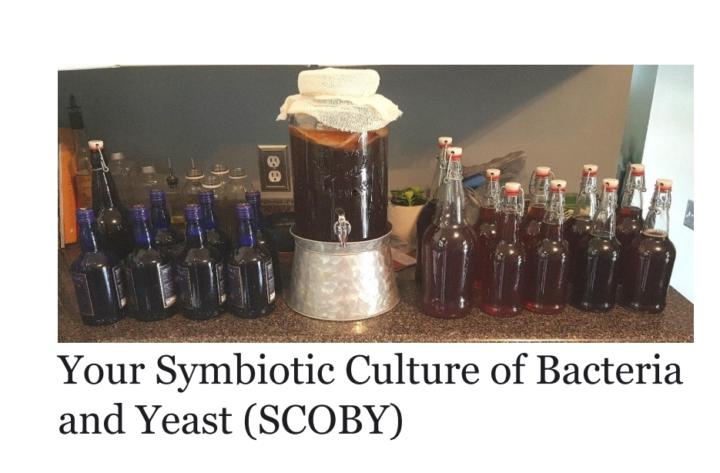 Scoby.pdf