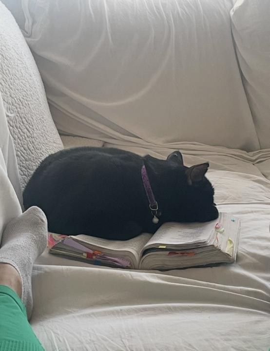 Bibles and pets 😍