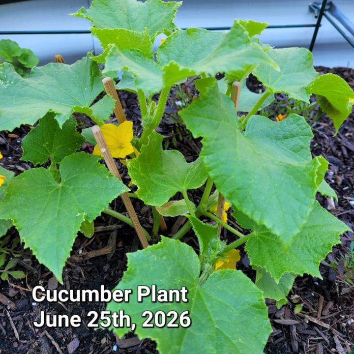 New Pictures of My Tomato and Cucumber Plants 