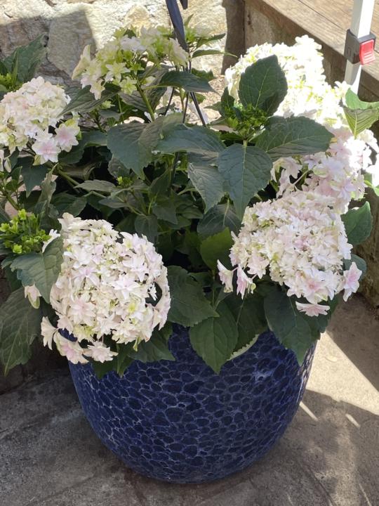 Hydrangea