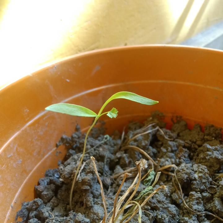 🌱 Container Soil & Drainage Mastery Week – Day 1 of 5