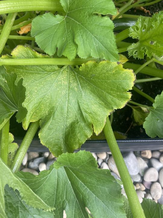 Zucchini & basil -insects?