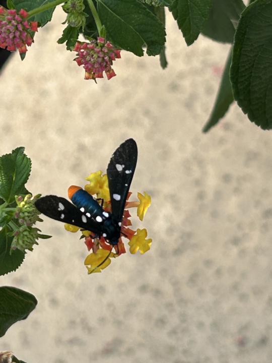 Polka Dot Wasp Moth