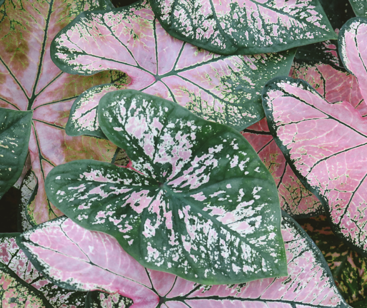 Houseplants With the Prettiest Foliage Patterns (When You Want “Wow” Without Flowers)