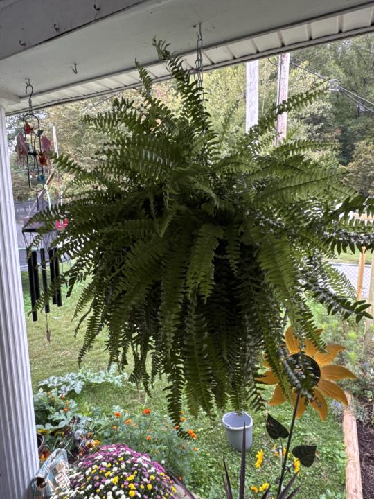 My ferns