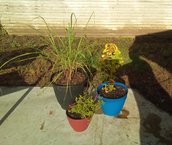 My most fragrant potted plant is...