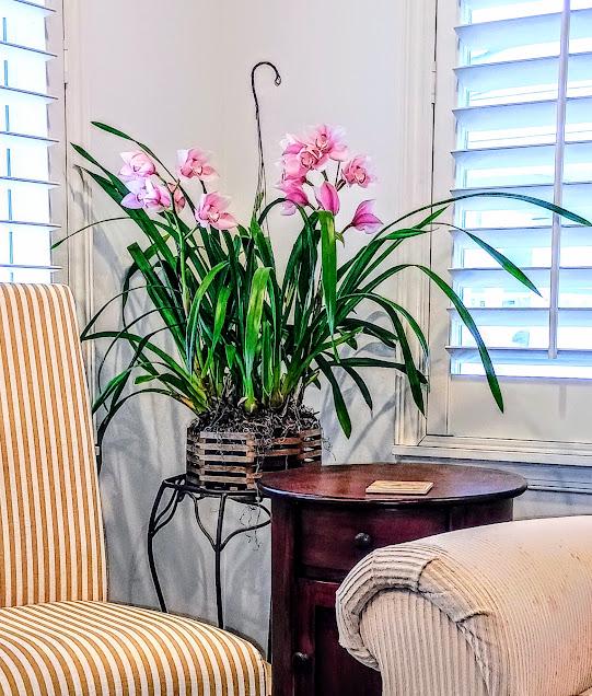 Orchids!