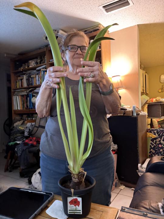 Amaryllis 