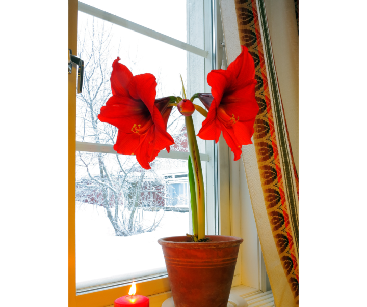🌺➡️ What To Do If Your Amaryllis Starts Leaning