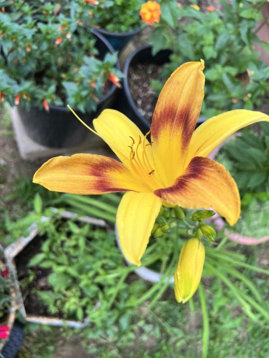 More blooms 