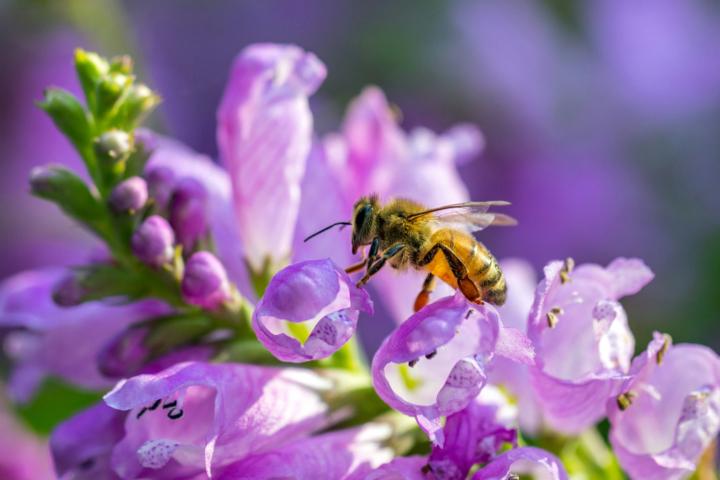 Celebrating National Urban Beekeeping Day: Why Bees Matter in Your Container Garden