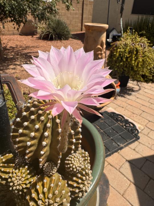 Easter Cactus basking in AZ sun