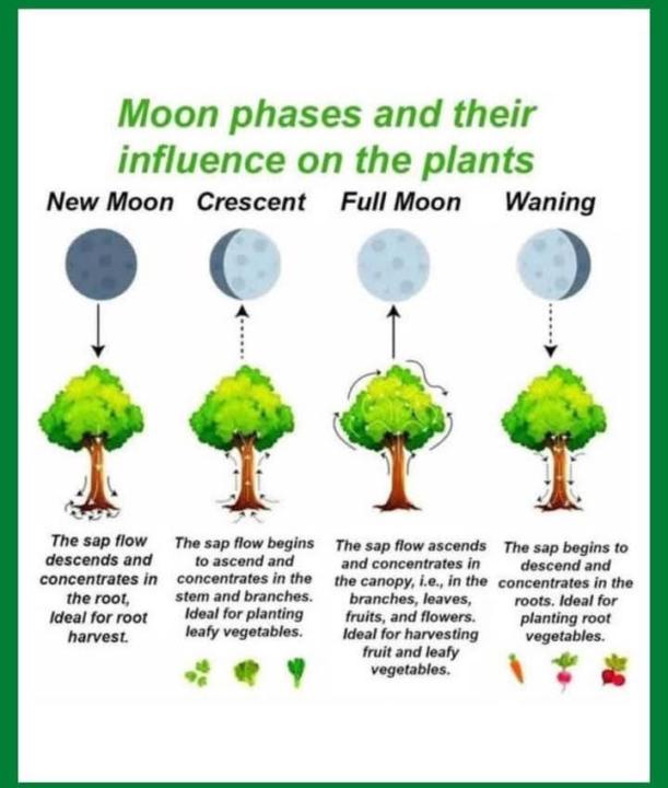 Planting/ harvesting using the moon 