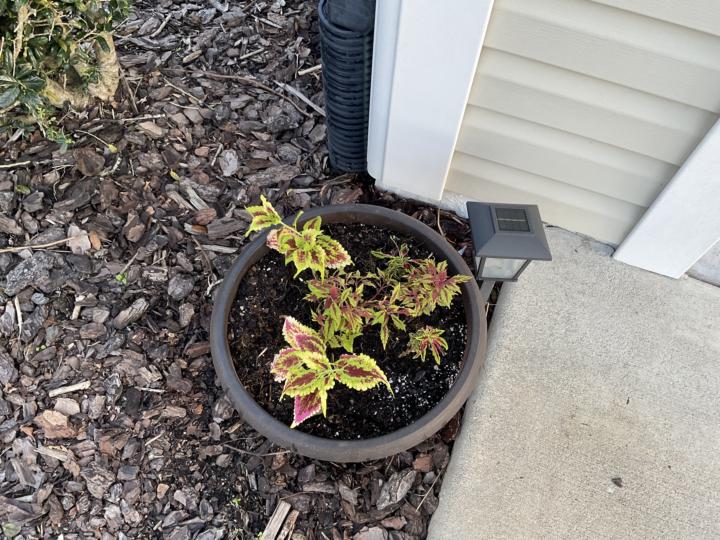 Overwintered coleus