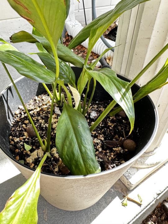 Plants are growing with new leaves