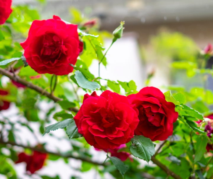 National Red Rose Day