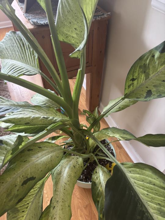 My dumb cane
