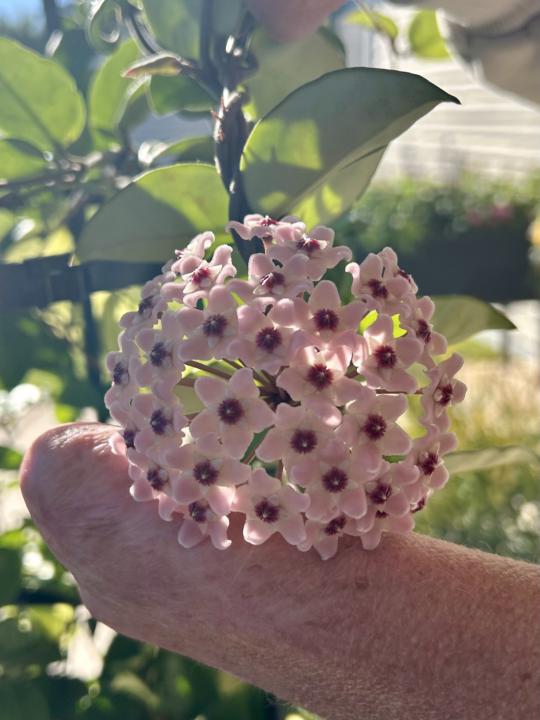 Proud plant moment💕