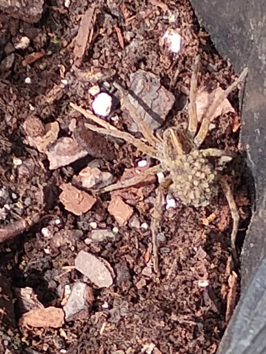 Wolf Spider In My Pot.