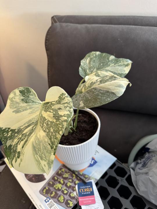 New Lowes Finds