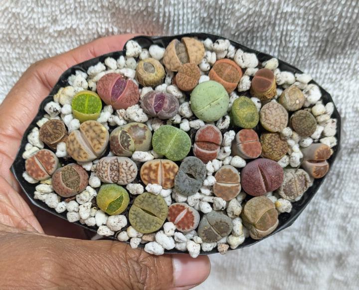 Various Baby lithops
