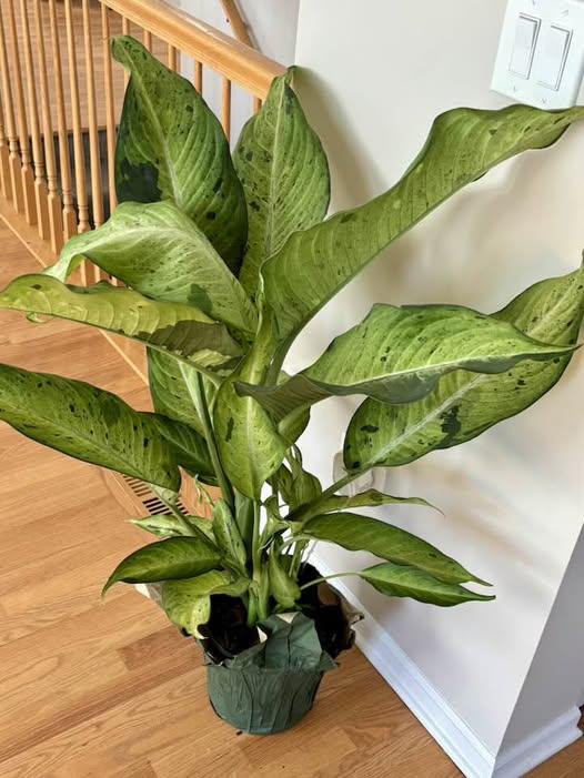 care of my dieffenbachia