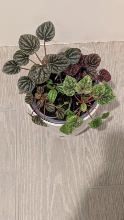 Show pictures of your plants 