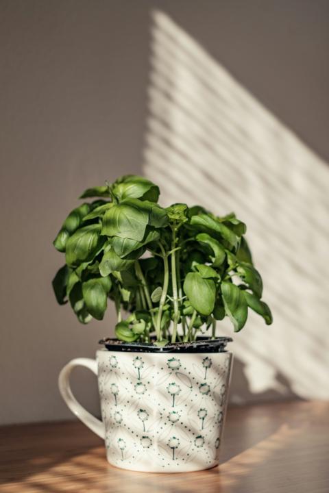Rule #1: Basil Needs More Light Than You Think
