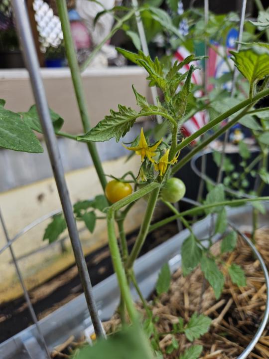 Yay- Something Besides Lettuce!