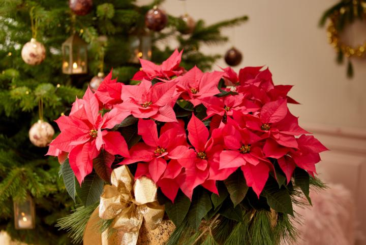 🌺❤️ Poinsettia Day (Dec 12): How to Choose, Care For & Keep Your Holiday Poinsettias Thriving