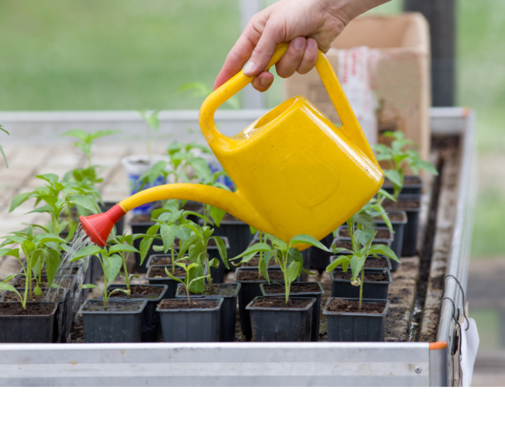 💧 Longer Days, Thirstier Plants: Why Your Watering Needs Change Right Now