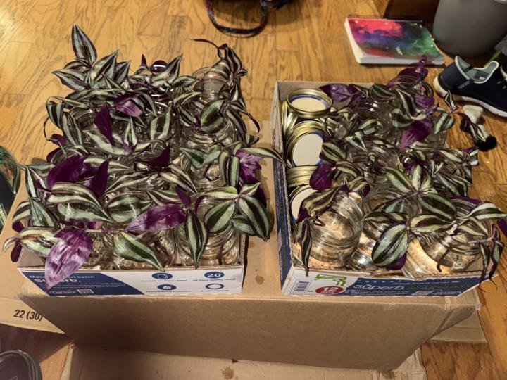Bunch of propagations