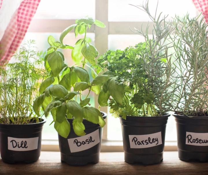 Edible Herbs You Can Grow in Small Containers