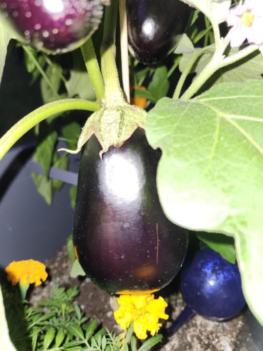 Eggplant Suspense