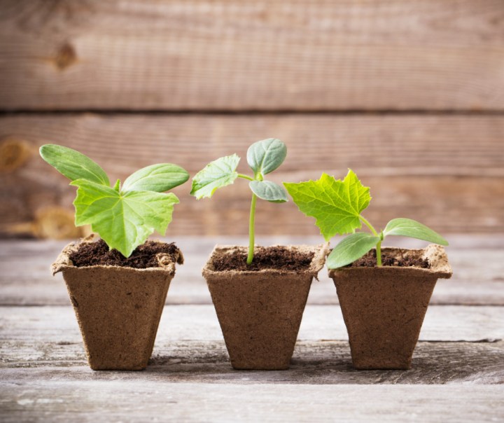 🌱 Spring Is Coming… But Don’t Evict Your Seedlings Yet