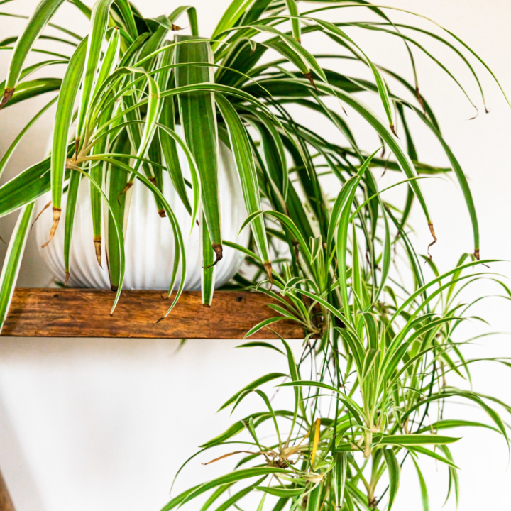 Plants That Bounce Back Fast After Winter (Even If They Look Rough Right Now)