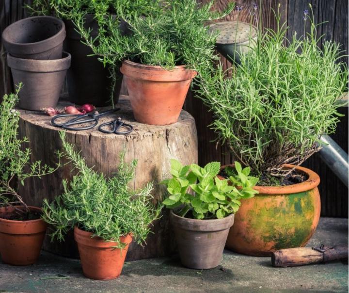 Container Gardening for Culinary Herbs: A Beginner’s Guide