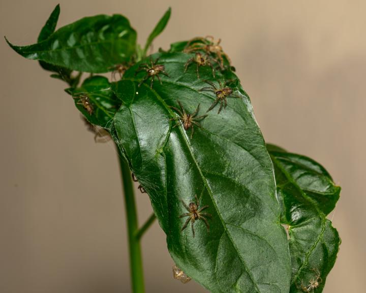 No pests here!
