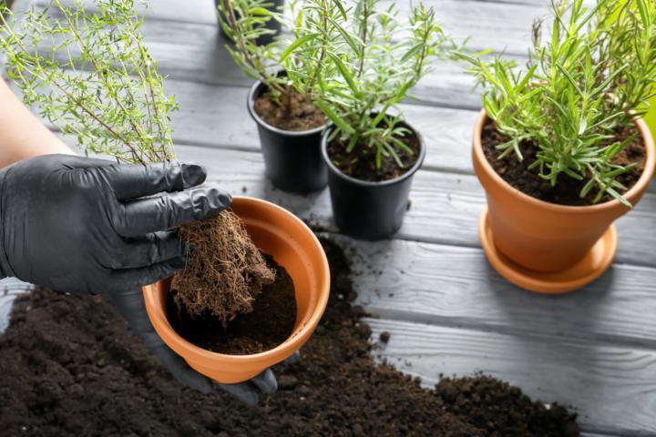 Repotting Tips and Tricks for Healthier Container Plants