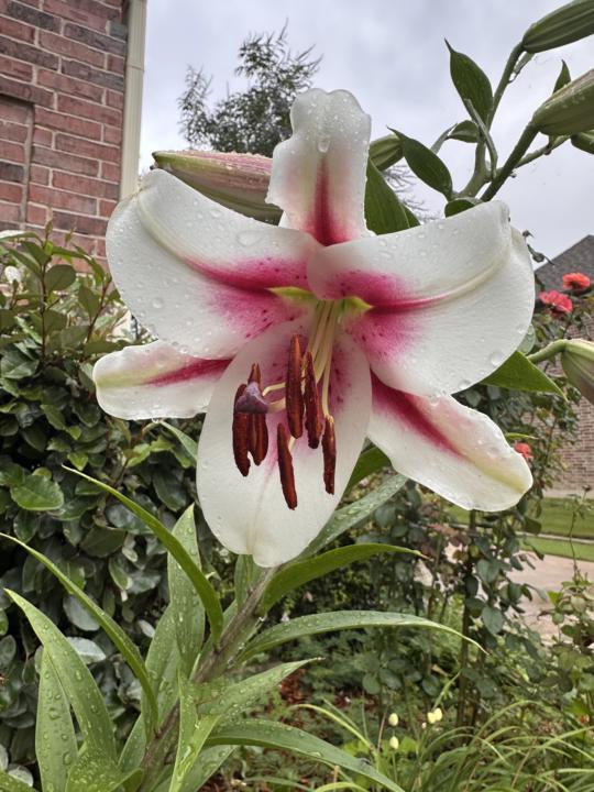 Lilies 