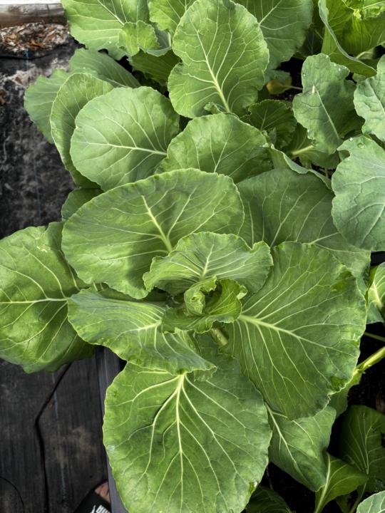 Growing in my Garden