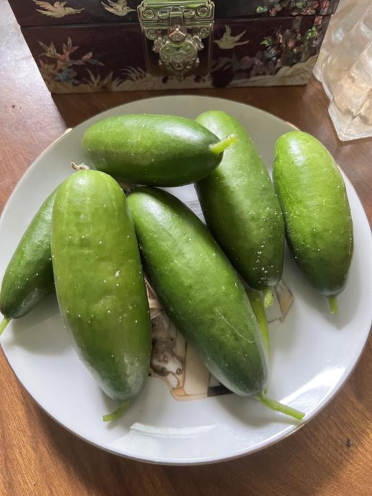 Mini cucumbers 